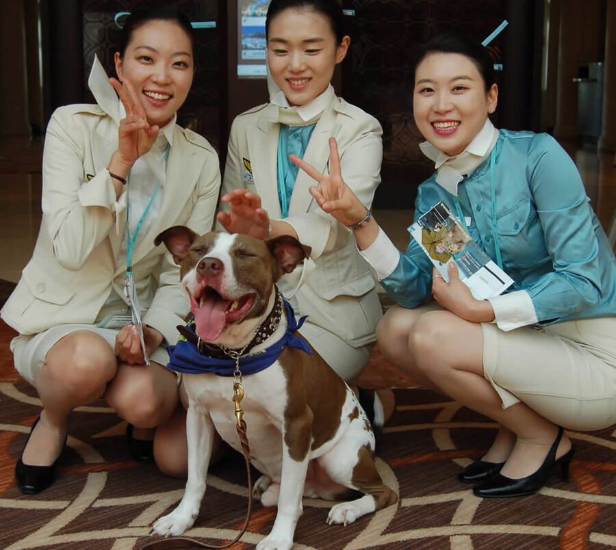Korean air hostesses
