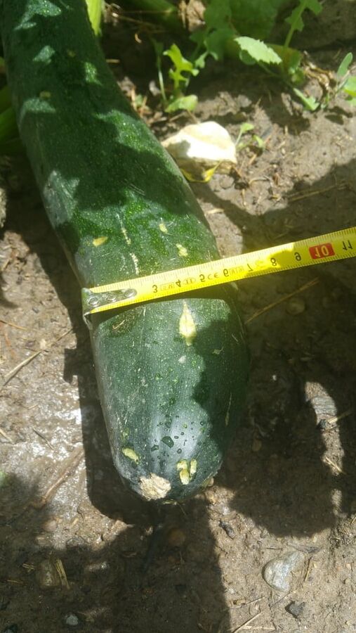 A courgette challenge
