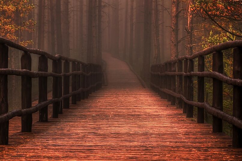 A walk through the forest.