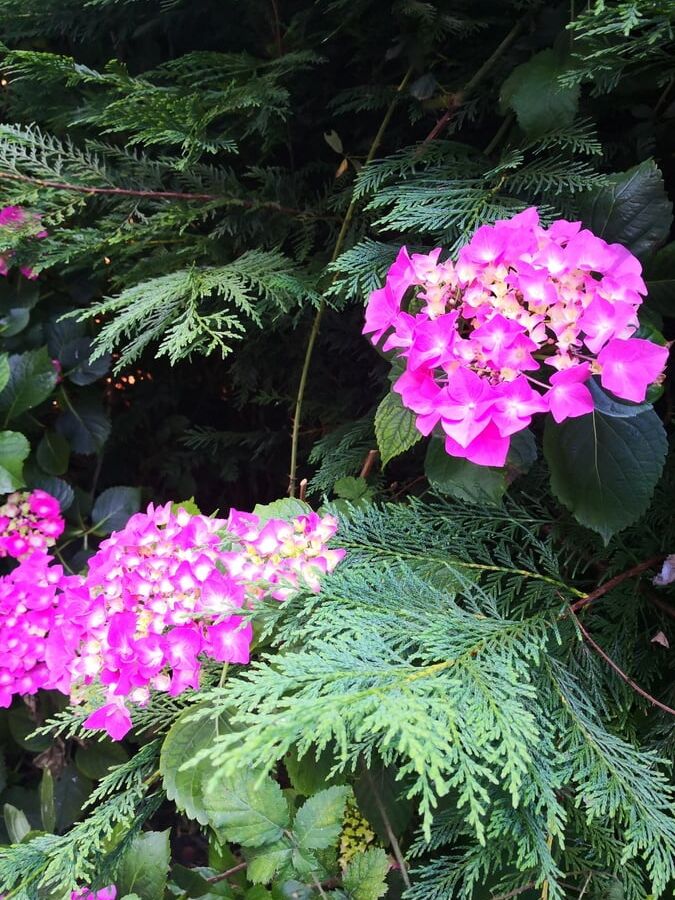 Natural Flowers