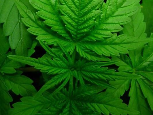 Weeds