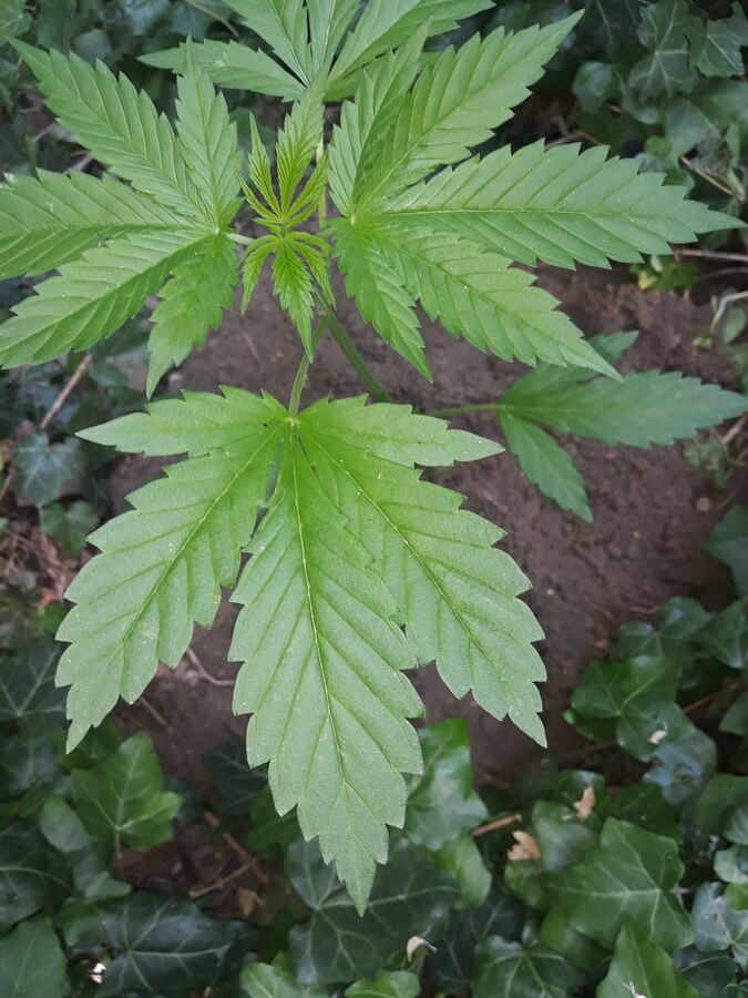 Weeds