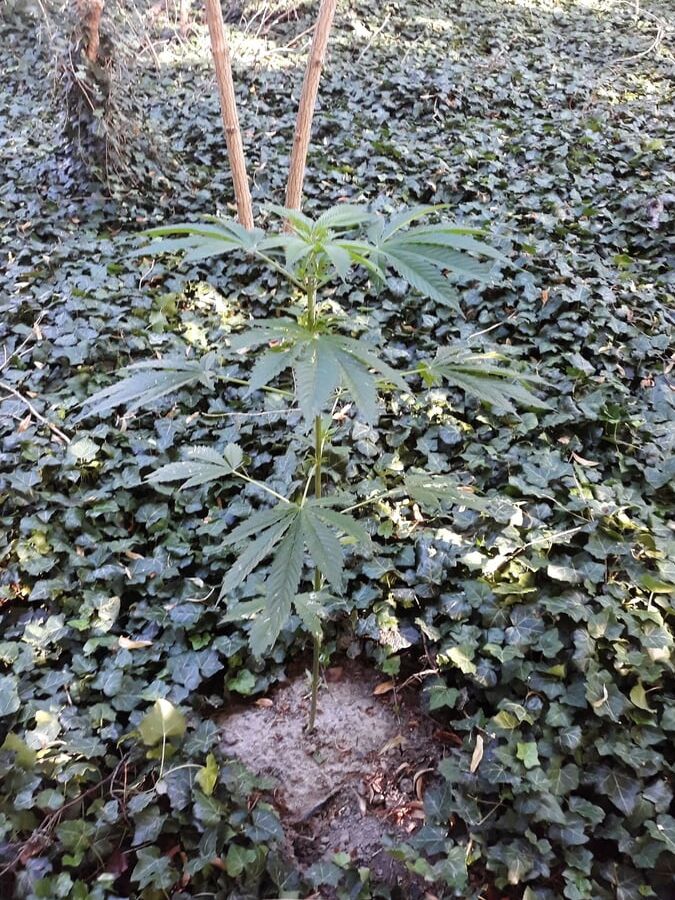 Weeds