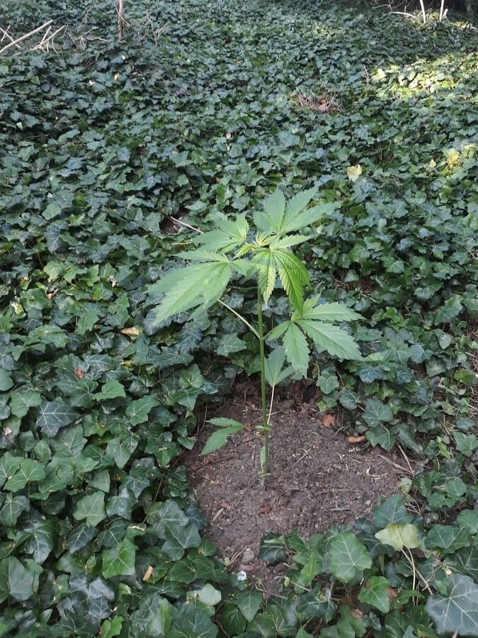 Weeds