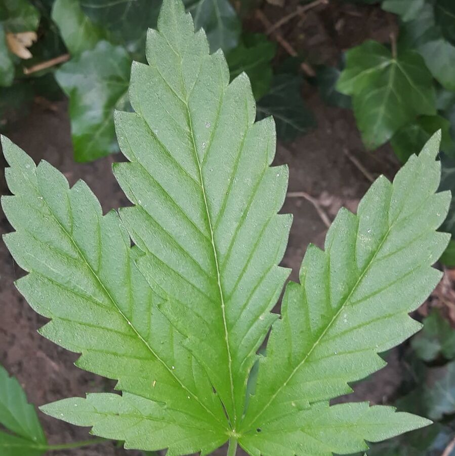 Weeds