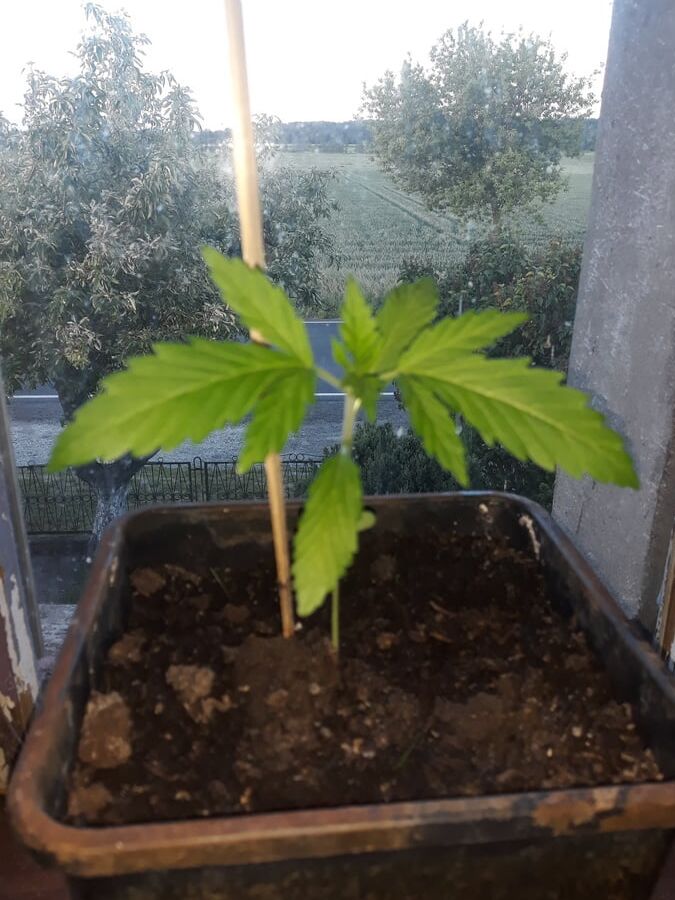 Weeds