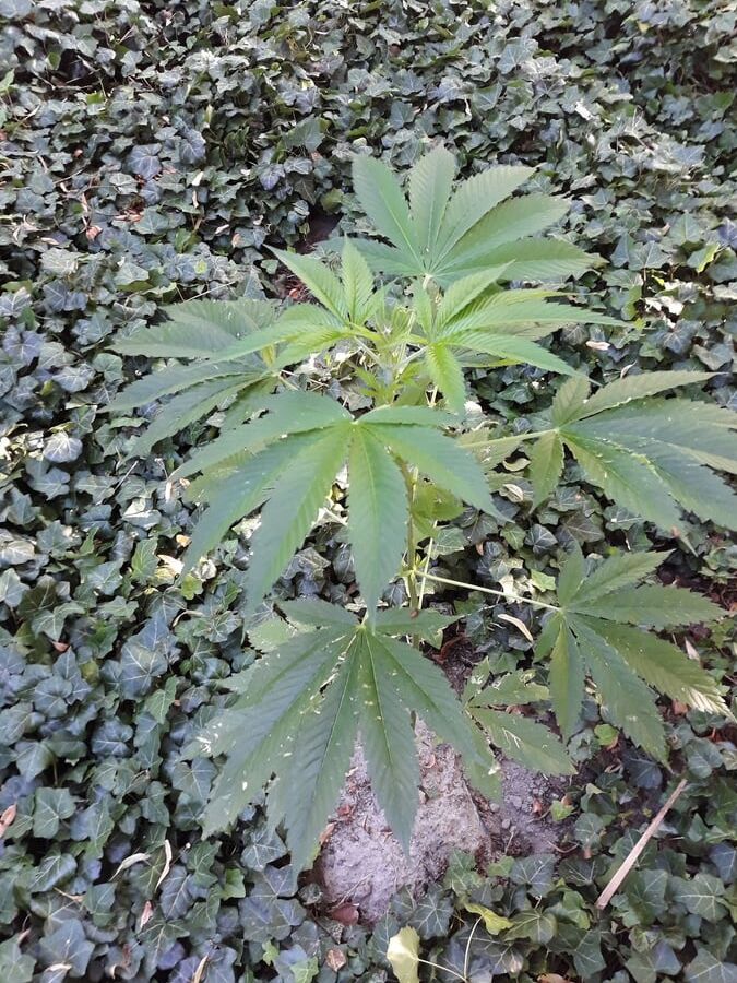Weeds