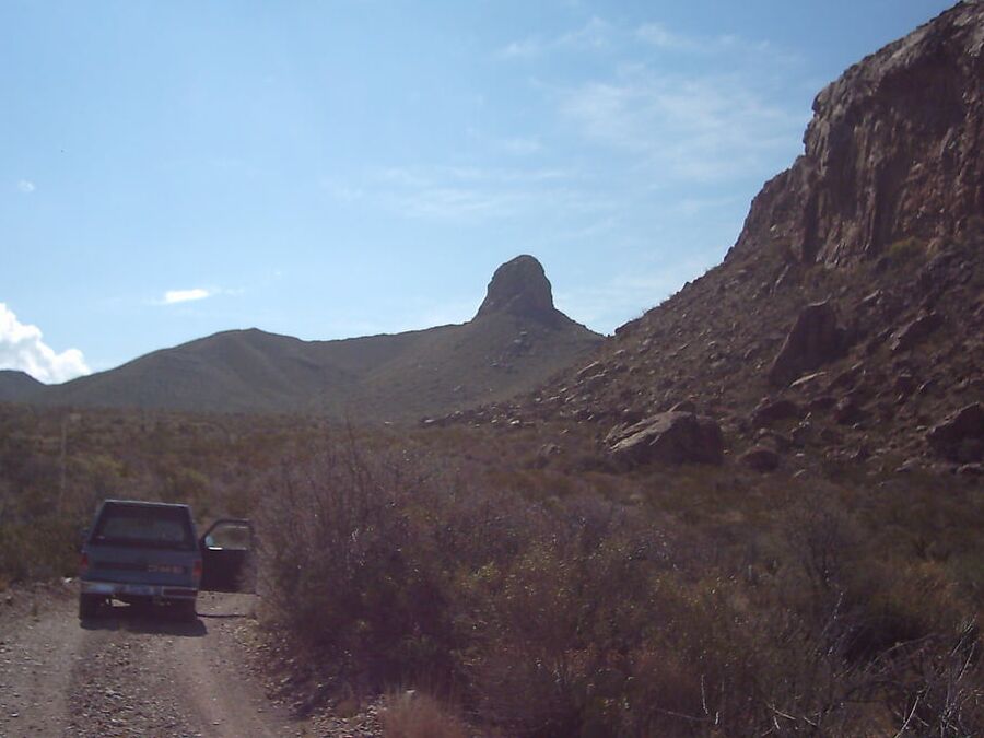 Bluebonnets in bloom, Big Bend Nat&;l Park, TX, Spring