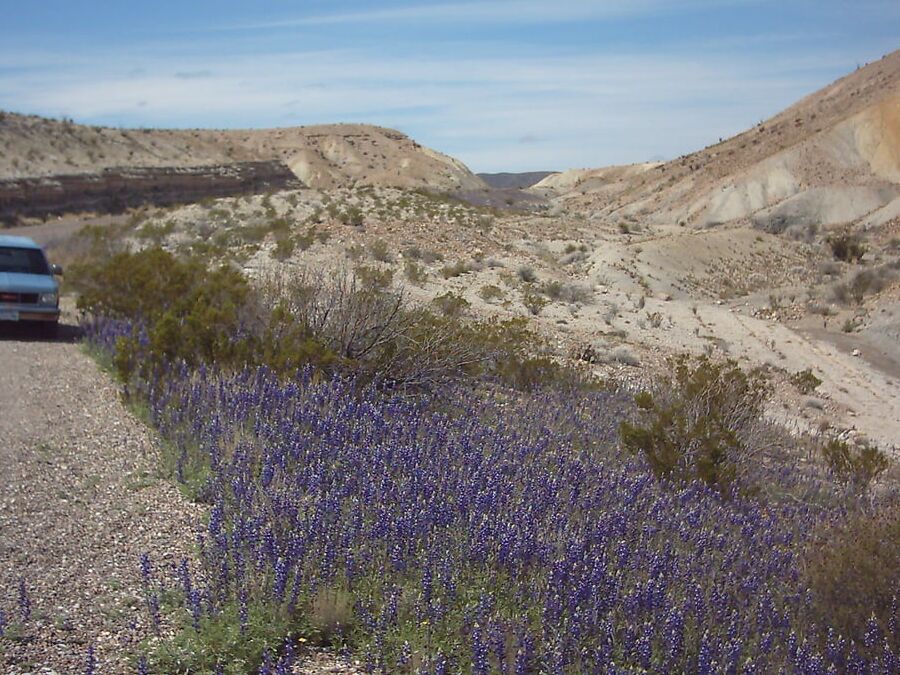 Bluebonnets in bloom, Big Bend Nat&;l Park, TX, Spring