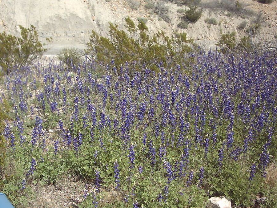 Bluebonnets in bloom, Big Bend Nat&;l Park, TX, Spring
