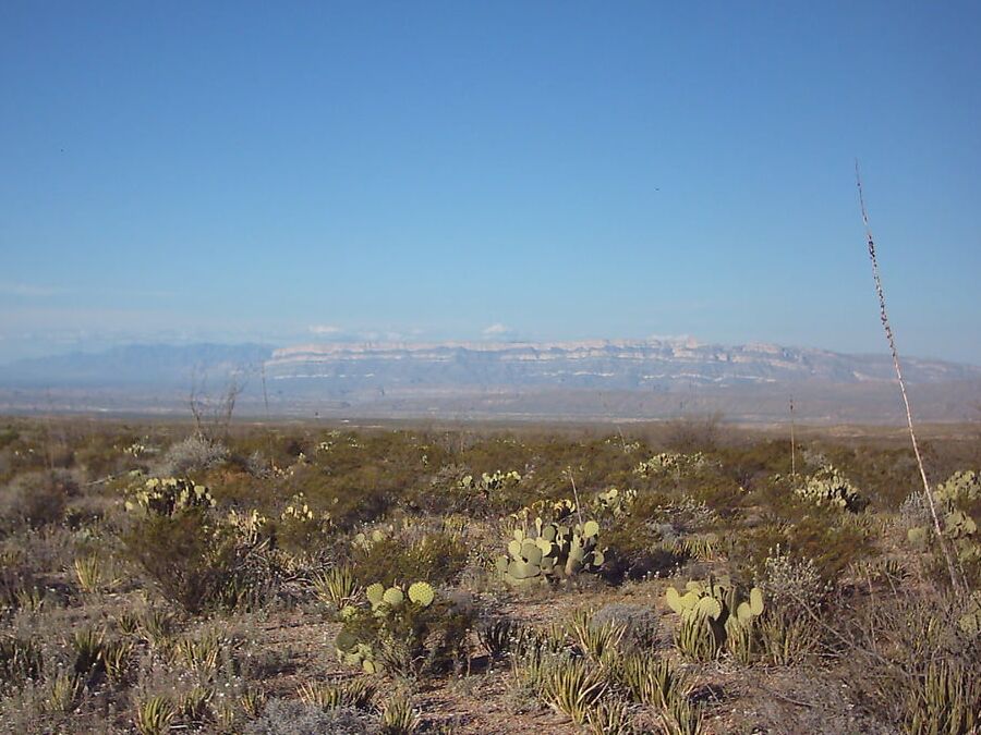 Bluebonnets in bloom, Big Bend Nat&;l Park, TX, Spring
