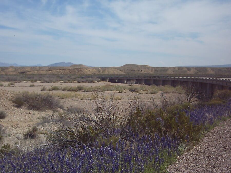 Bluebonnets in bloom, Big Bend Nat&;l Park, TX, Spring
