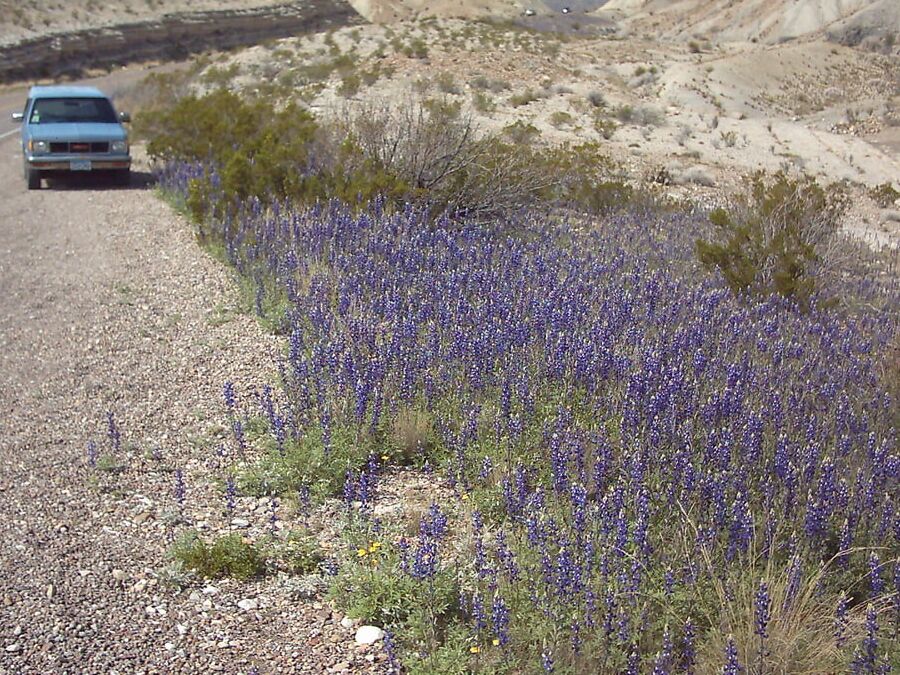 Bluebonnets in bloom, Big Bend Nat&;l Park, TX, Spring