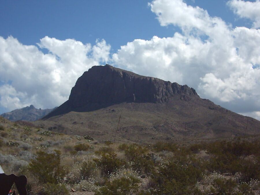 Bluebonnets in bloom, Big Bend Nat&;l Park, TX, Spring
