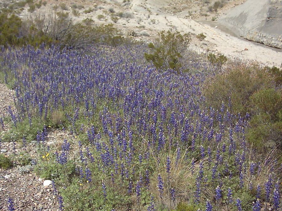 Bluebonnets in bloom, Big Bend Nat&;l Park, TX, Spring