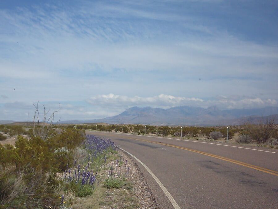 Bluebonnets in bloom, Big Bend Nat&;l Park, TX, Spring