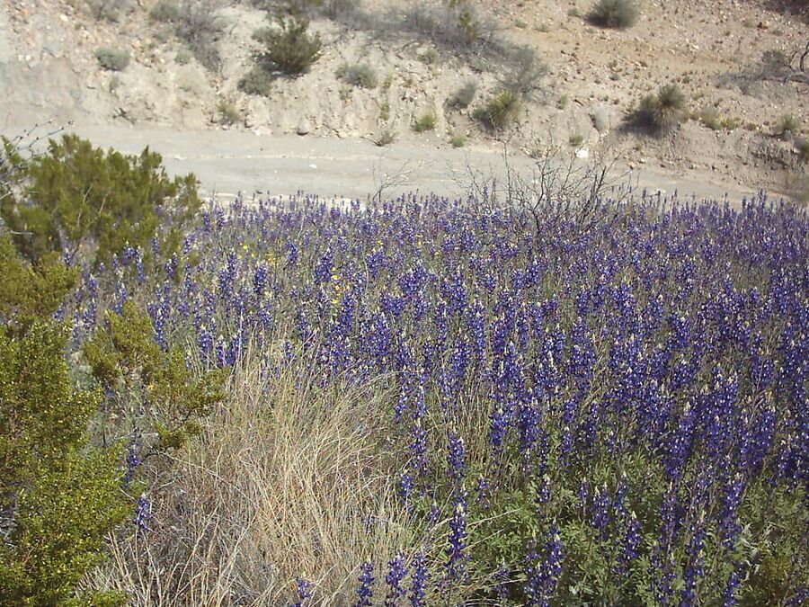 Bluebonnets in bloom, Big Bend Nat&;l Park, TX, Spring