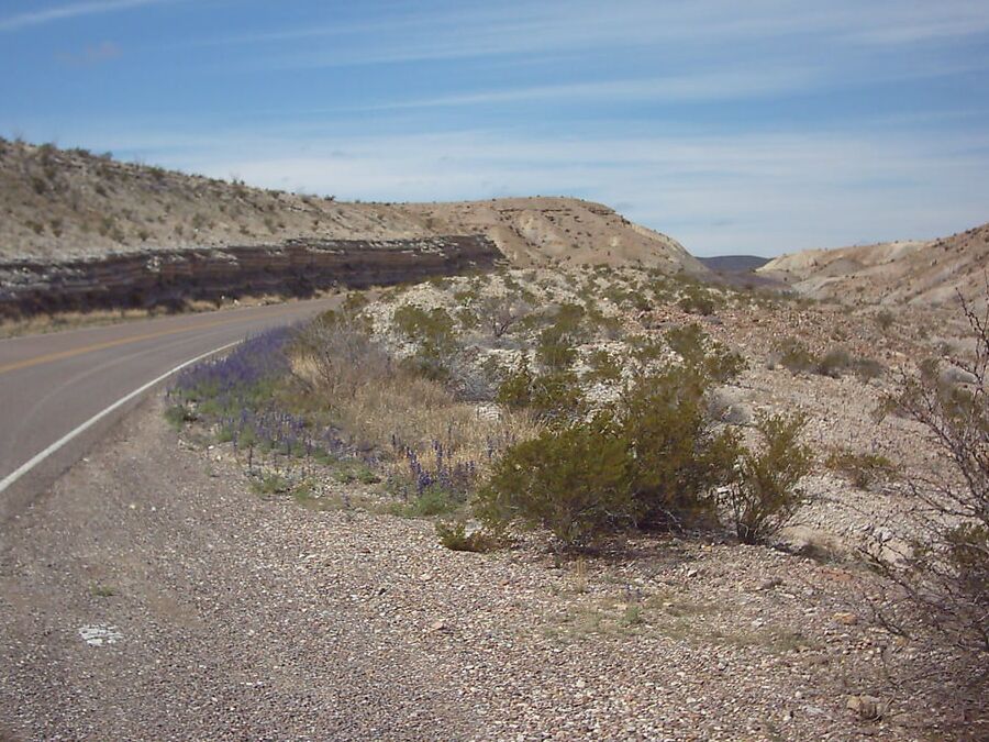 Bluebonnets in bloom, Big Bend Nat&;l Park, TX, Spring