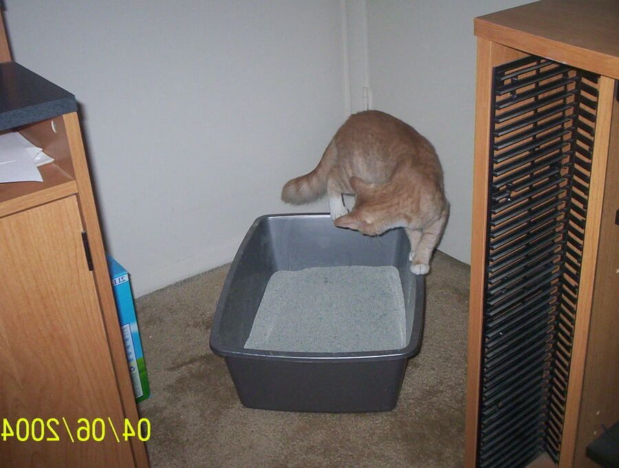 MANDY KITTY PISS