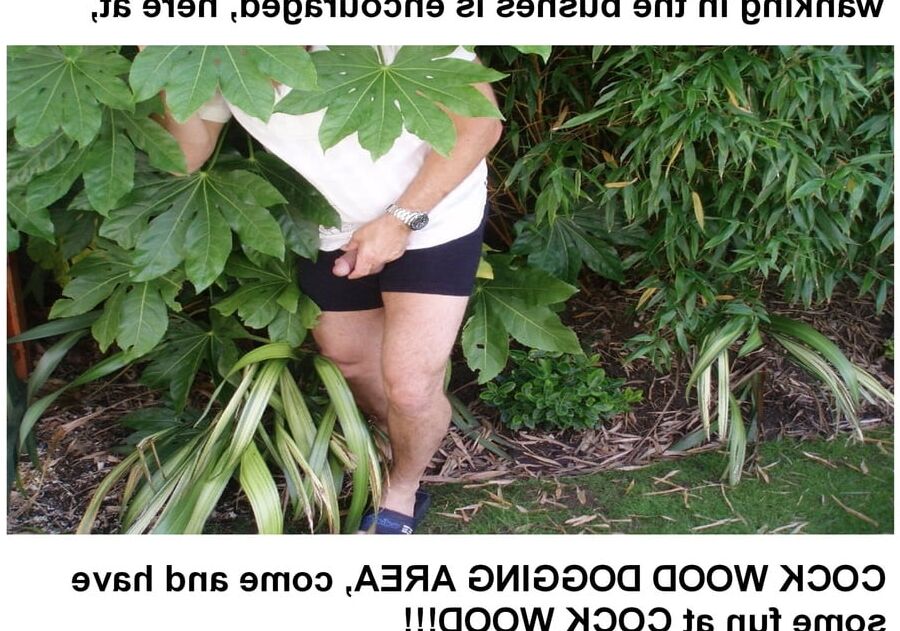 cock wood