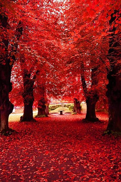 Colors of Autumn Pt