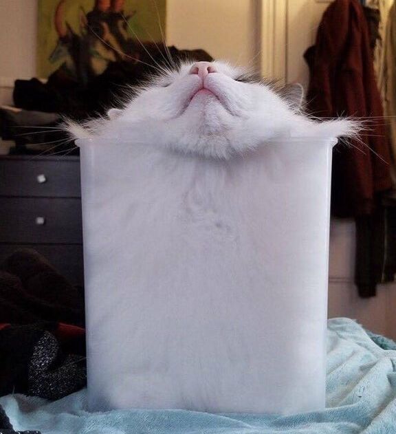 Kitten
