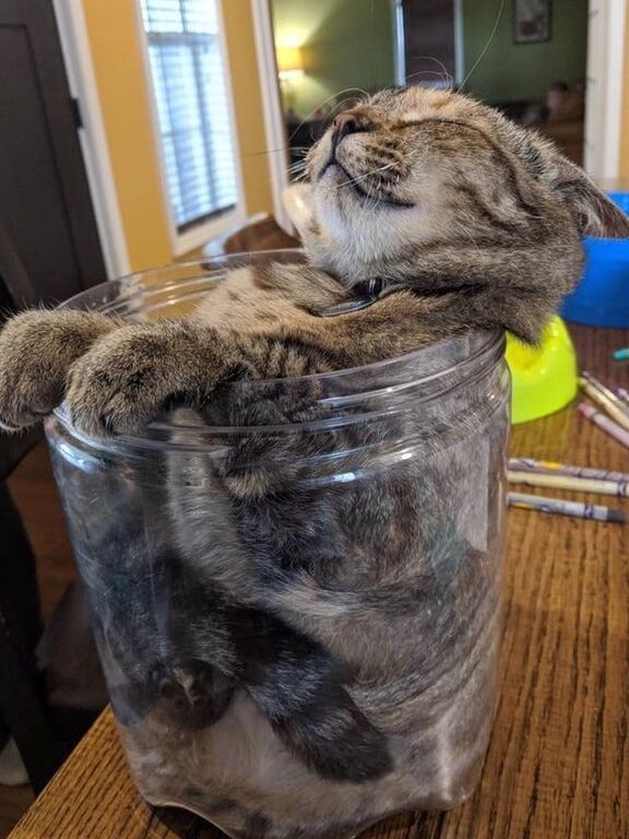 Kitten