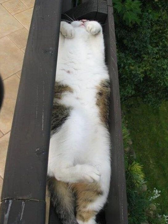 Kitten