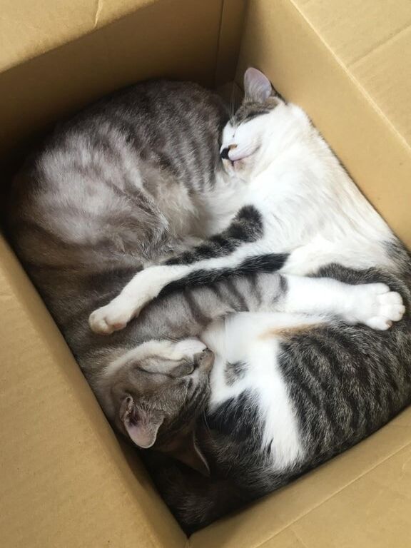 Kitten
