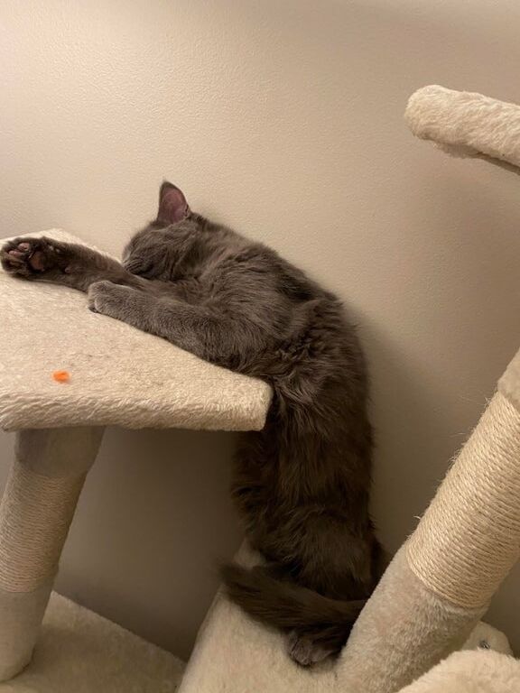 Kitten