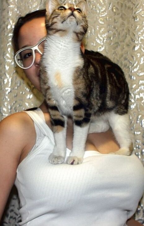 Cats