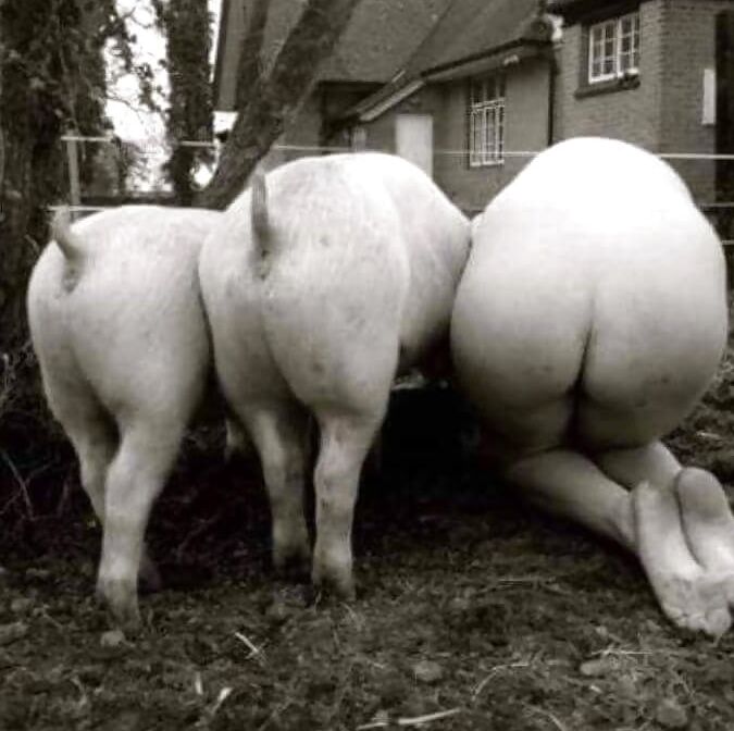 sow