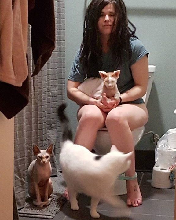 Cats
