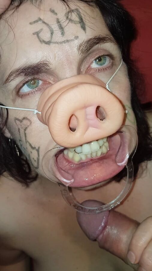 Pig, Truie, Schwein