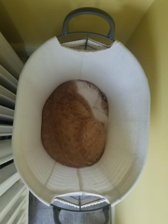 Kitten
