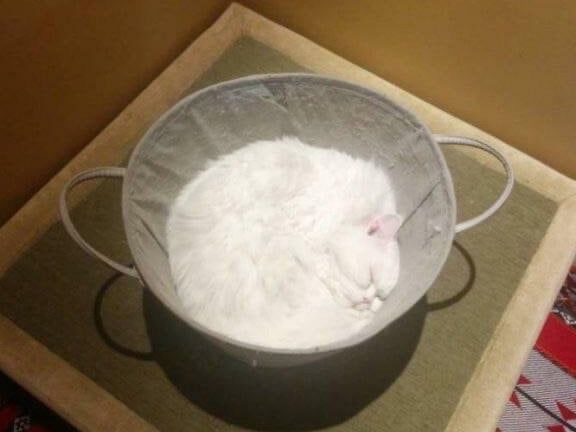 Kitten