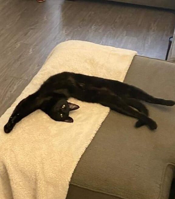 Kitten