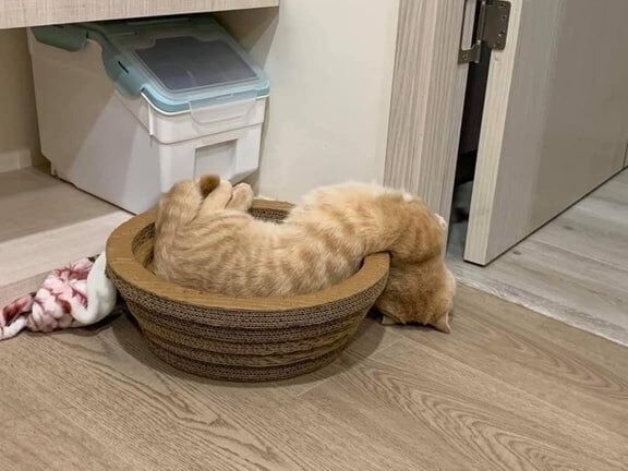 Kitten