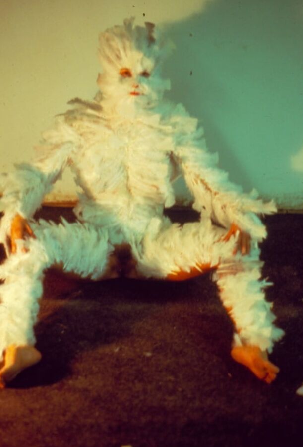 wild chicken