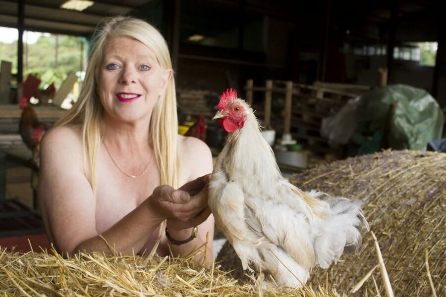 wild chicken