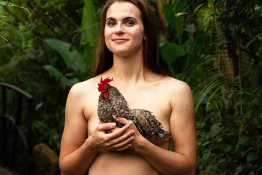 wild chicken