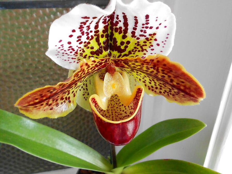 Vynessa Orchid