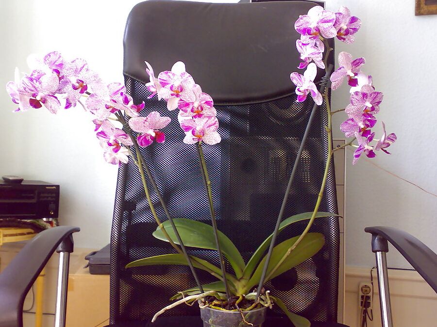 Vynessa Orchid