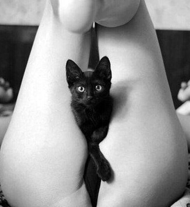 purrfection