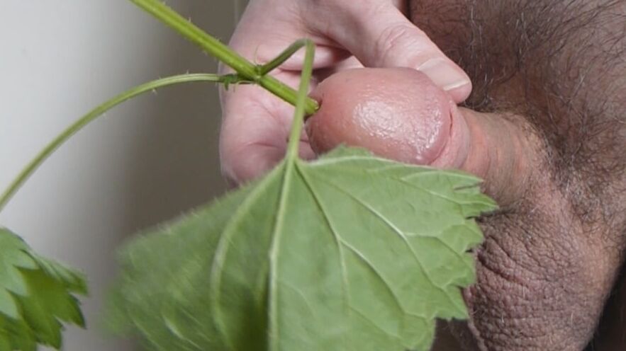 stinging nettles man and women