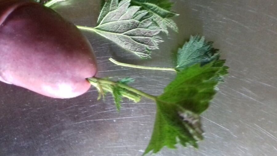 stinging nettles man and women