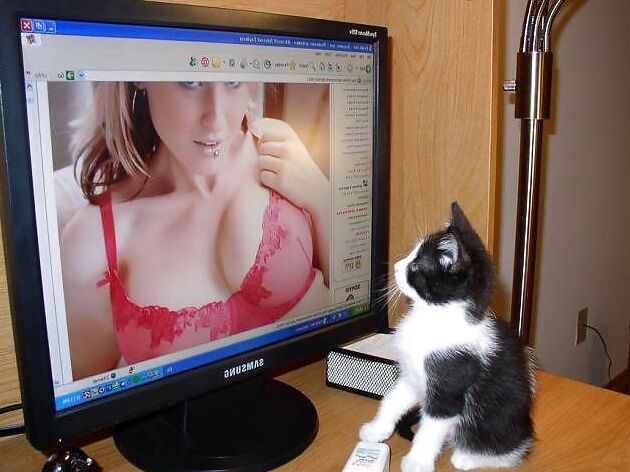 Pussy cat SALMA