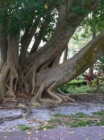 Dendrophilia