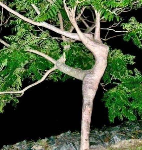 Dendrophilia