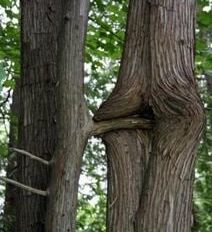 Dendrophilia